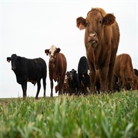 beef from oklahoma rancher